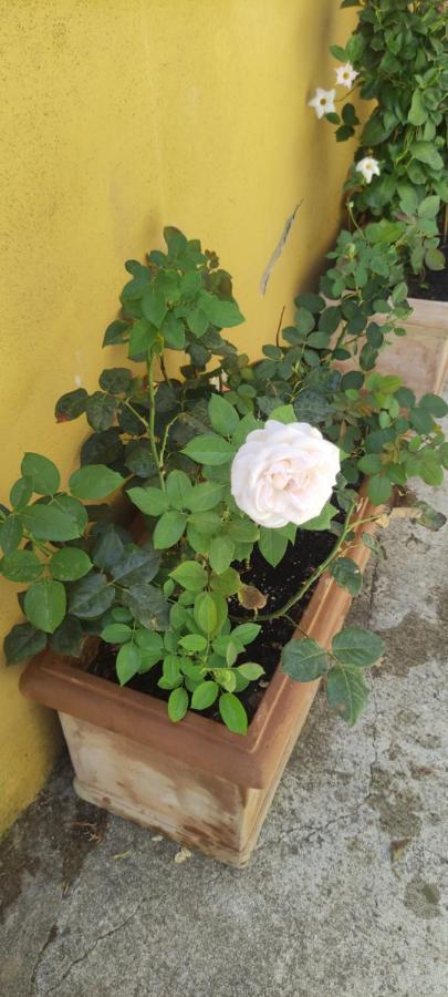 Elisa E Carla House Beautiful Apartments On The Cassia روما المظهر الخارجي الصورة
